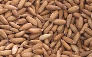 گوجرانوالہ میں 38 لاکھ 50 ہزار روپے مالیت کا ساڑھے 5 سو کلو چلغوزہ چوری ہوگیا