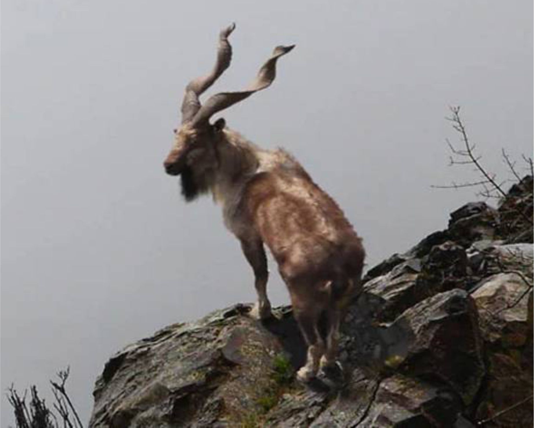 چترال میں ٹرافی ہنٹنگ: 68 ہزار امریکی ڈالر میں کشمیری مارخور کا شکار، سینگوں کی لمبائی 41 انچ