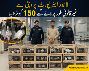 لاہور ایئرپورٹ پر دبئی سے غیر قانونی طور پر لائے گئے 150 کبوتر ضبط ، ملزم گرفتار