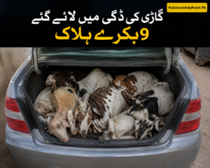 گاڑی میں لائے گئے 9 بکرے ہلاک