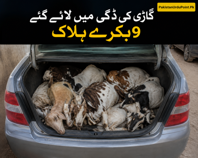 گاڑی میں لائے گئے 9 بکرے ہلاک
