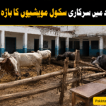 حافظ آباد میں سرکاری سکول مویشیوں کا باڑہ بن گیا
