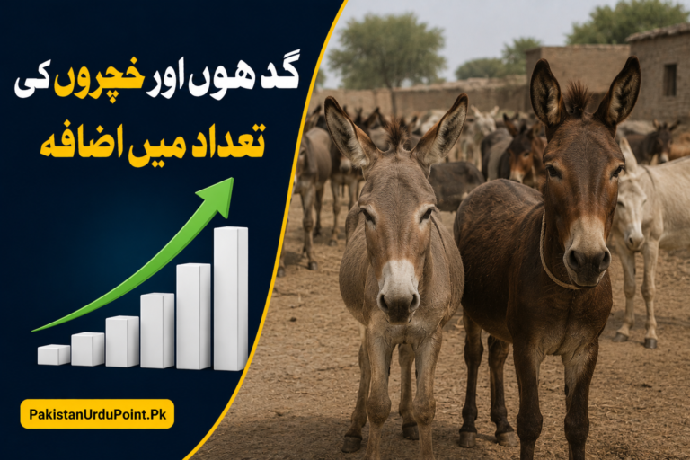 گدھوں اور خچروں کی تعداد میں اضافہ